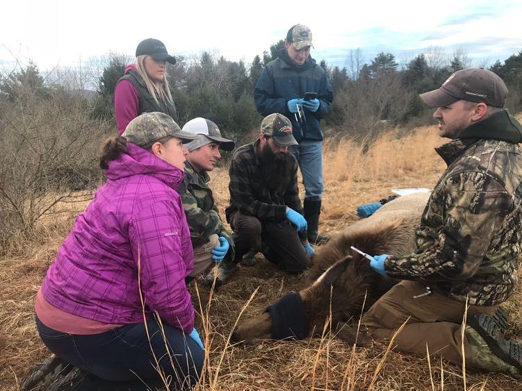 Pennsylvania Game Commission Elk Biologist Jeremy Banfield, at left, leads Penn State DuBois Wildlife Technology students in collecting data from a sedated elk near Benezette, PA. 